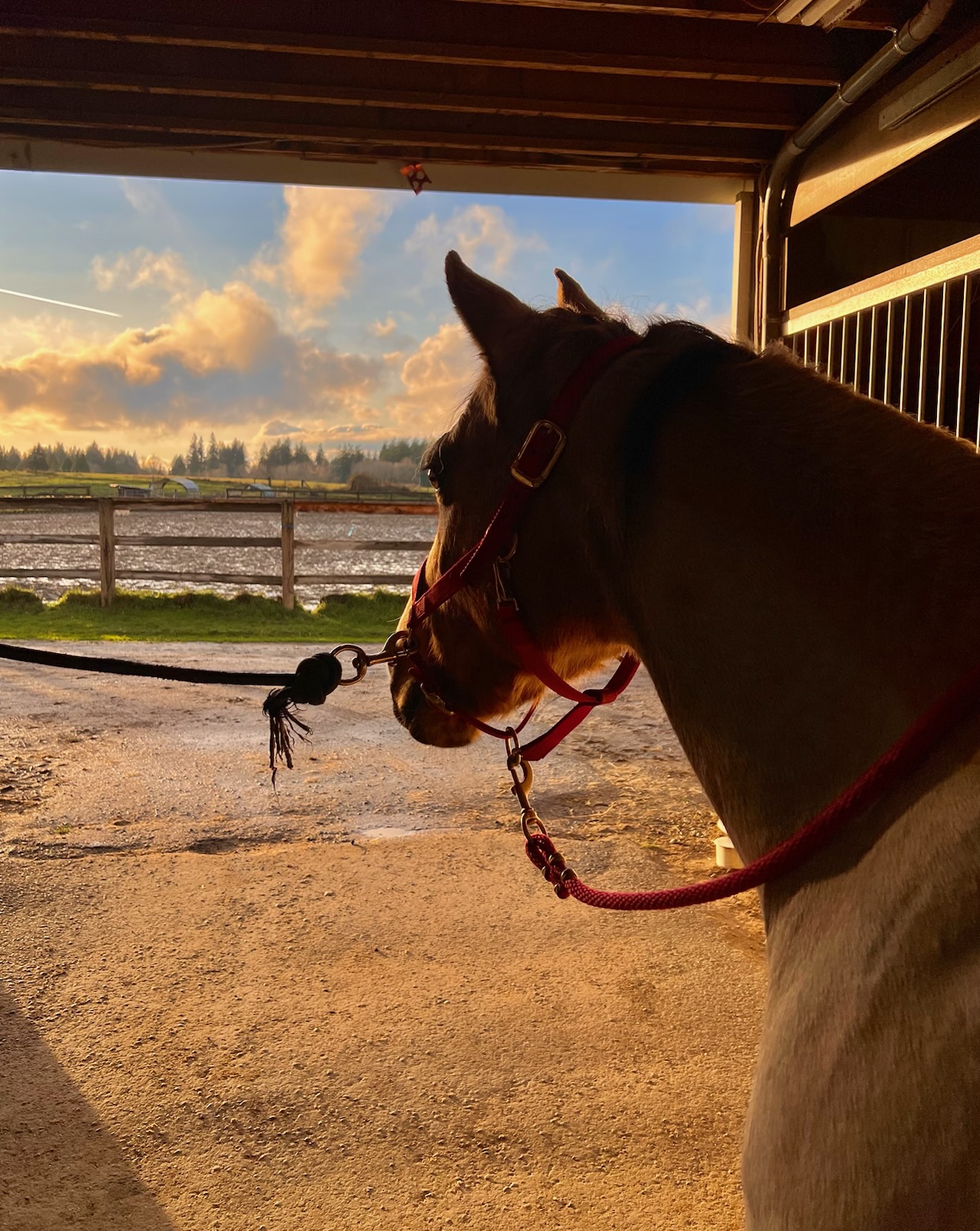 Horse with ribbons