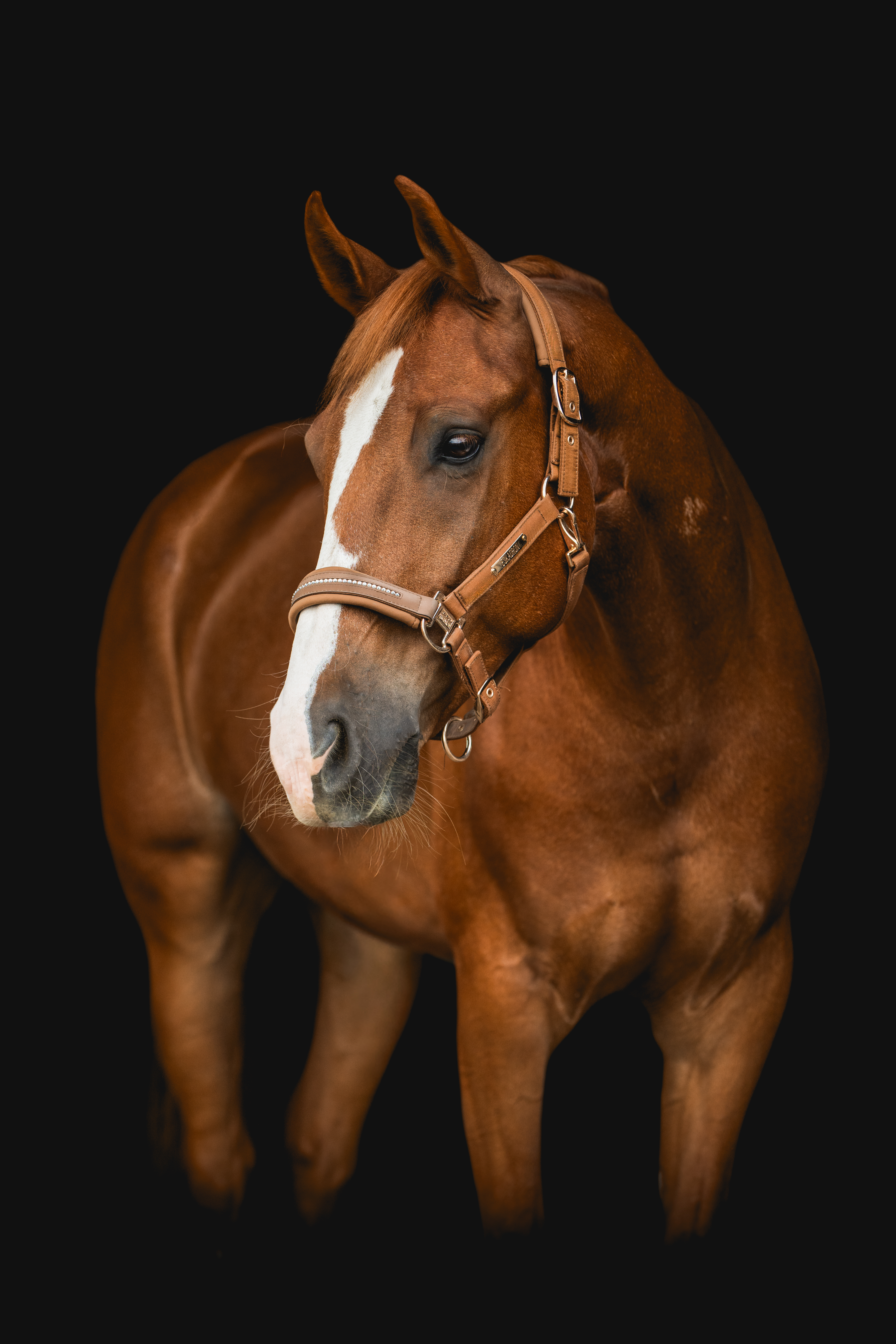 Chestnut horse portrait